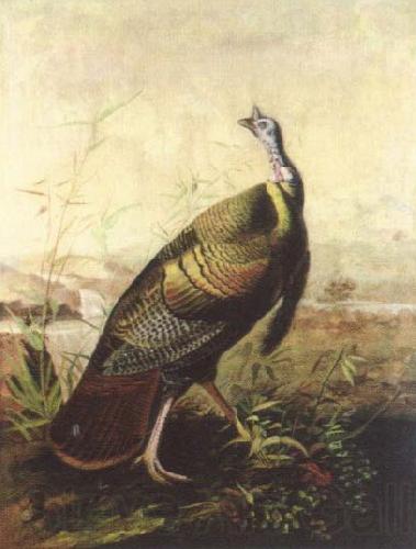 John James Audubon the american wild turkey cock Germany oil painting art